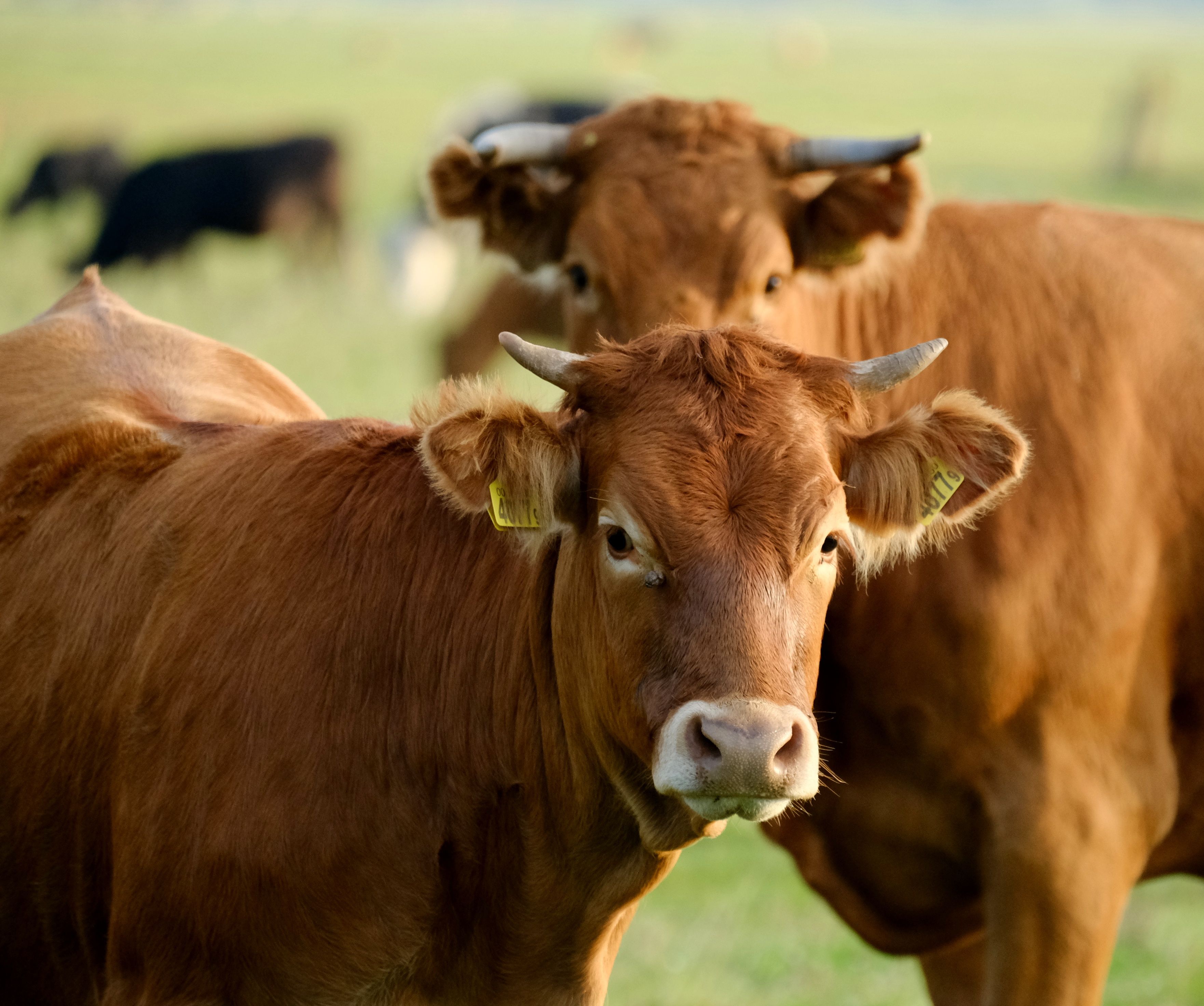 Animal Nutrition