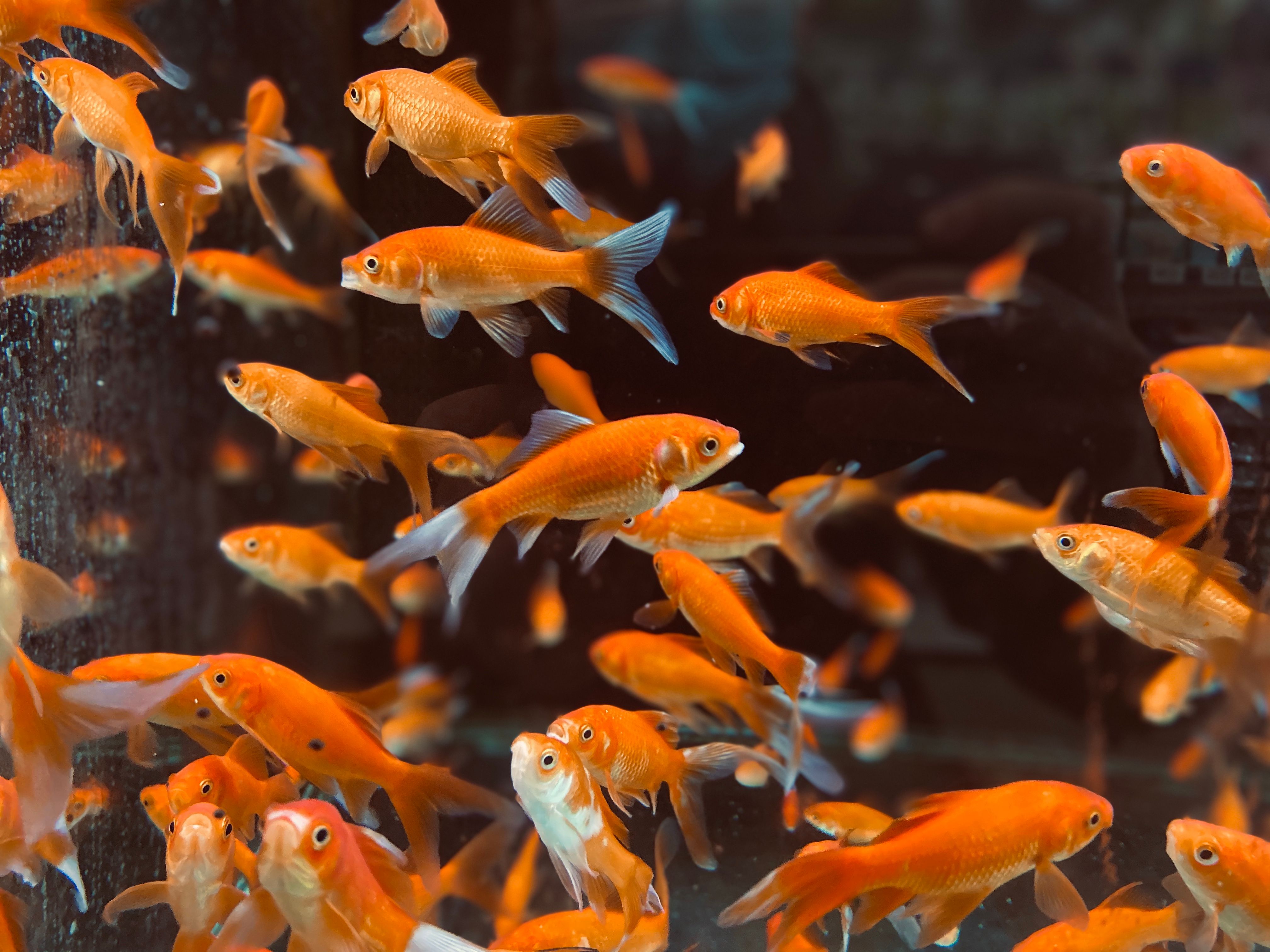 Aquaculture Nutrition