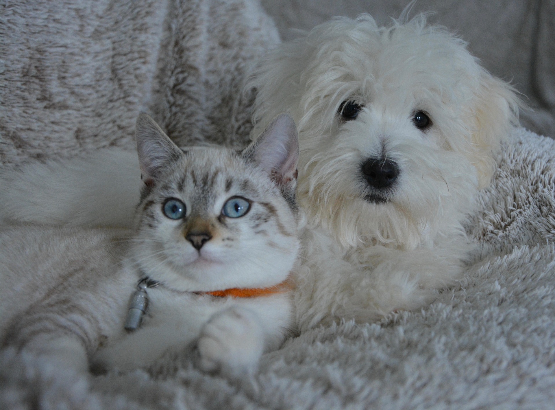 Pet Nutrition